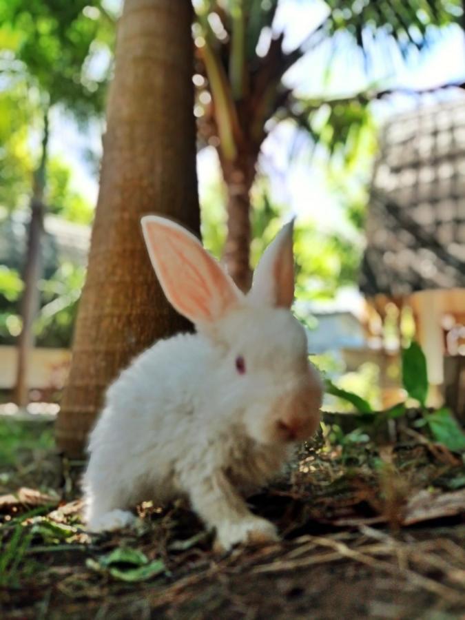 Follow The Rabbit Bungalow Gili Islands Exterior photo