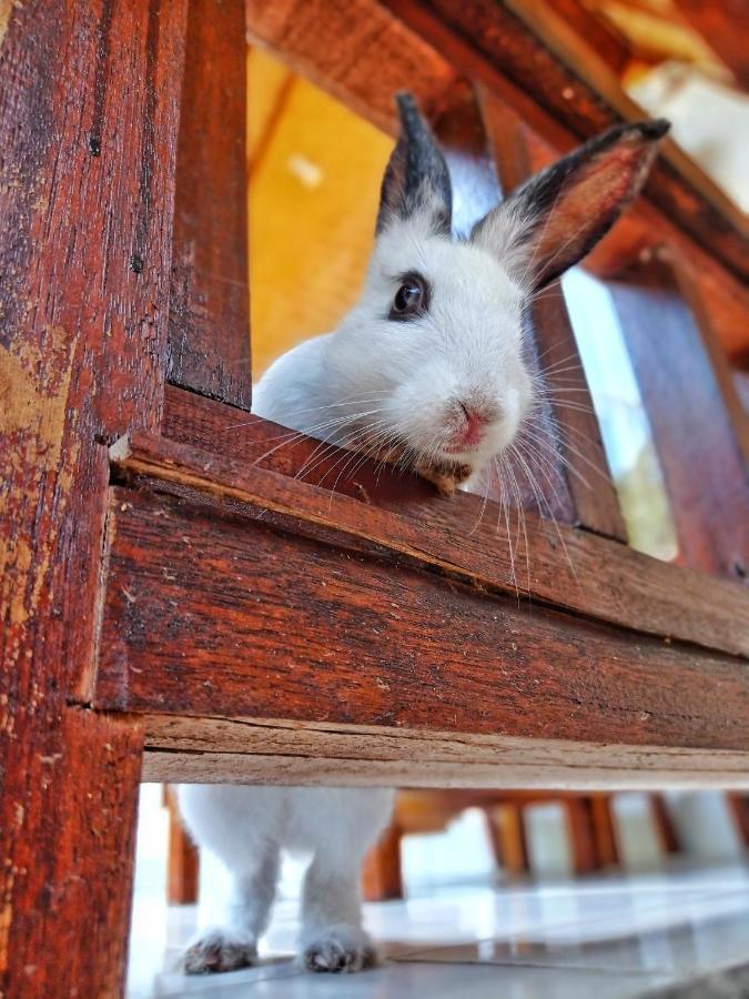 Follow The Rabbit Bungalow Gili Islands Exterior photo